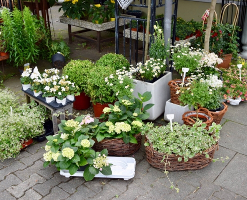 Pflanzen, Blumen Hegemann, Bonn-Beuel