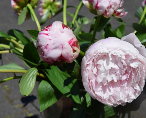 Schnittblumen, Blumen Hegemann, Bonn-Beuel
